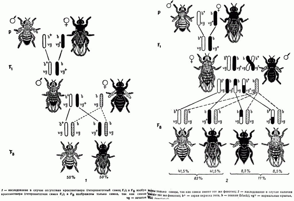 Разные наследственные формы мухи дрозофилы картинки