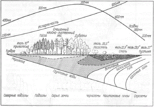 Схема-профиль зависимости между растительностью, климатическими и почвенными условиями на равнине европейской части СССР (по Г. Н. Высоцкому)