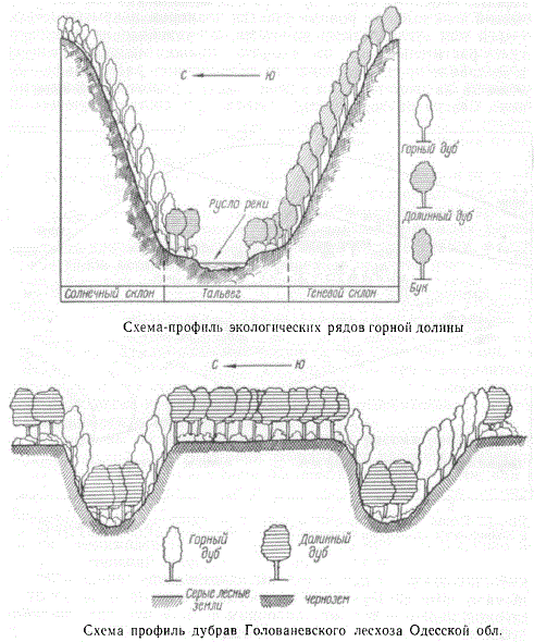 Схема-профиль экологических рядов горной долины. Схема профиль дубрав Голованевского лесхоза Одесской обл.