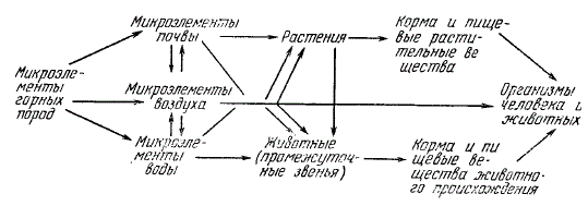 Биогеохимические пищевые цепи химических элементов