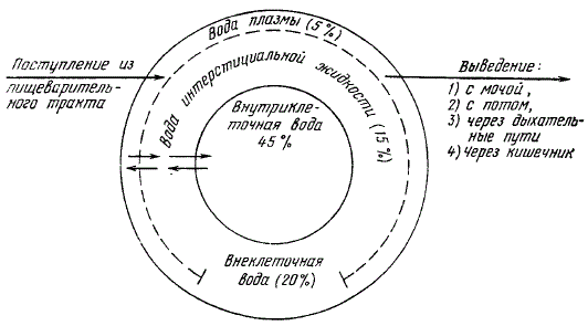 Схема жидкостных разделов организма (в % от массы тела)