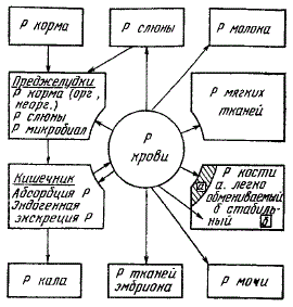 Схема обмена фосфора в организме жвачных животных