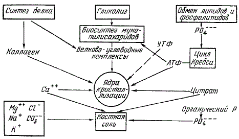Метаболические реакции при минерализации кости