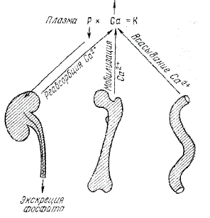 Пути действия паратгормона