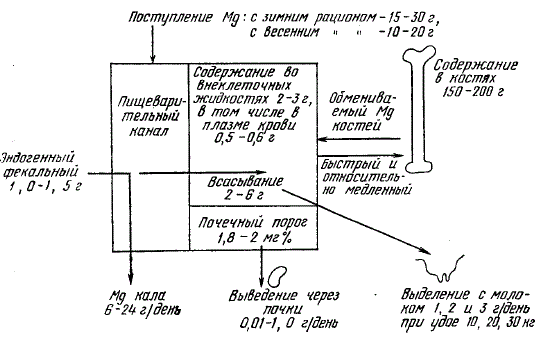 Схема обмена магния в организме лактирующей коровы