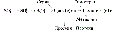 Пути превращения минеральной серы в цистин и метионин микроорганизмами пищеварительного тракта