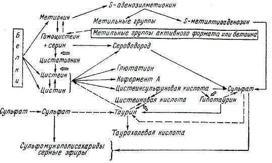 Схема обмена серы в организме нежвачных животных. Стрелками указаны точки приложения пиридоксальфосфата