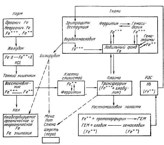 Схема обмена железа в организме