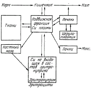 Схема метаболизма меди в организме