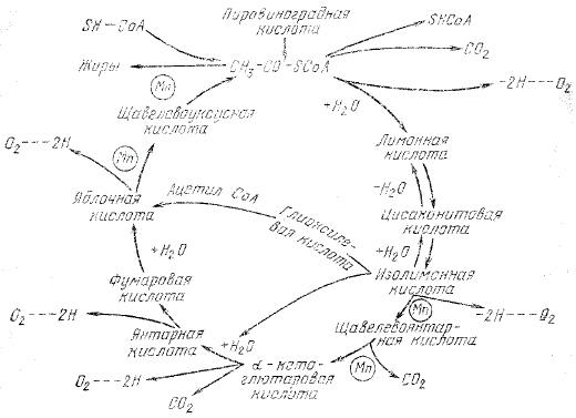 Активирование марганцем реакций цикла Кребса