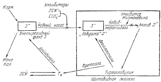 Пути обмена йода в организме: йодный насос ингибируется тиоционатом, йодид пероксидаза — тиомочевиной